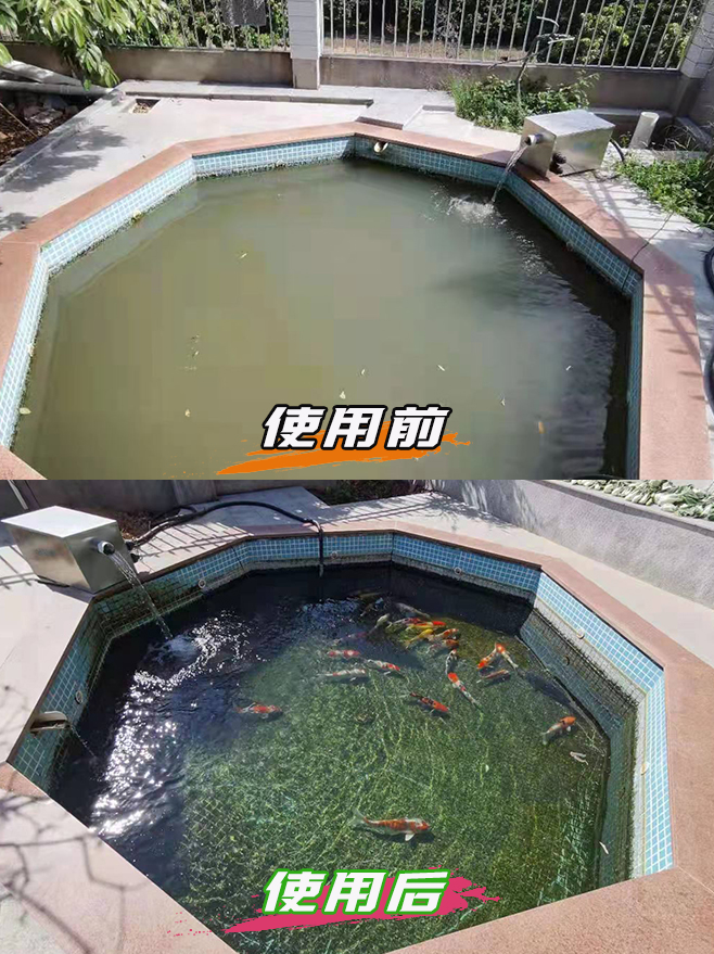 使用前后对比-浑浊到清澈锦鲤